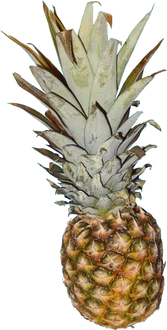 T R A N S P E Pineapple Pictures And The Gif By Me Sticker Describe Yourself Describe Of Pineapple Fruit Png Pineapple Transparent