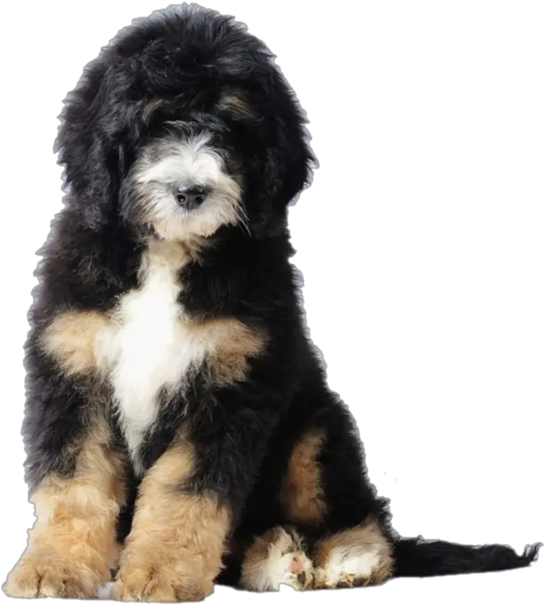 Bernese Mountain Dog Poodle Bernedoodle Puppy Goldendoodle Puppy Bernese Mountain Poodle Png Puppy Png