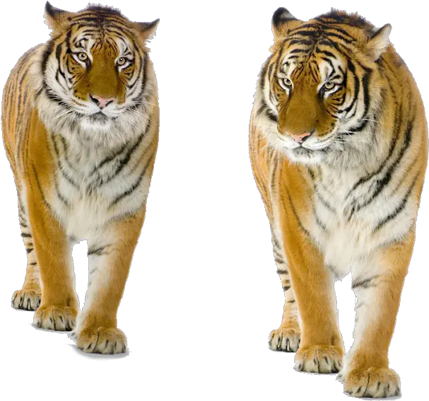 Tiger Png Background Tiger Free Png Images Tiger Cat Background Animals For Editing Tiger Transparent Background