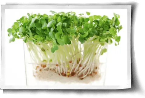 Sprouting An Easy Healthy Guide Green Lentil Germination Png Sprout Png