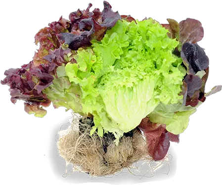 Lettuce Leafy C Green Sauerkraut Png Lettuce Png