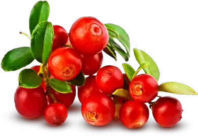 Cranberry Png 3 Image Bearberry Fruit Png Cranberry Png