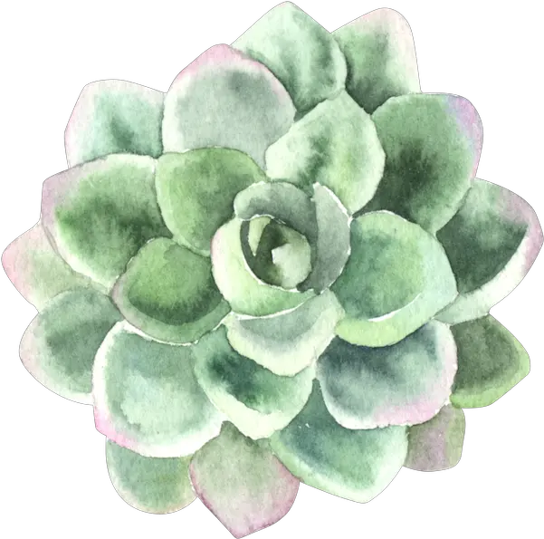 Process Of Personal Transformation Pink Green Succulent Watercolor Png Succulents Png