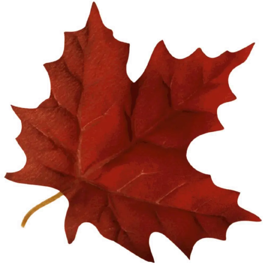 Maple Leaf Clipart Autumn Fall Leaf Gif Transparent Gif Autumn Leaf Transparent Background Png Maple Leaf Png