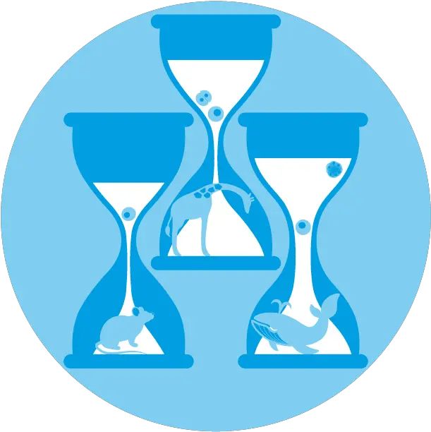 Rayon Lab U2013 Comparative Stem Cell Dynamics Png Hourglass Icon Vector