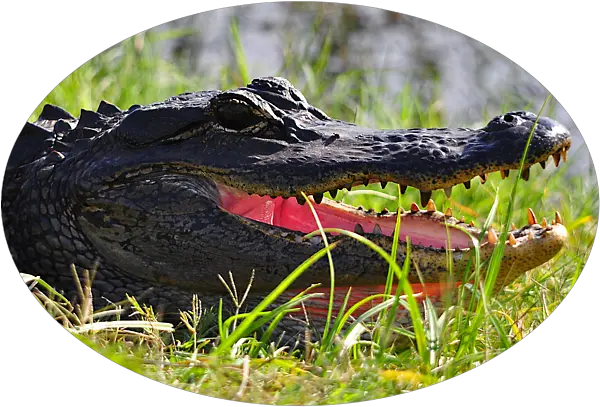 Gator Grin Later Gator Png Gator Png