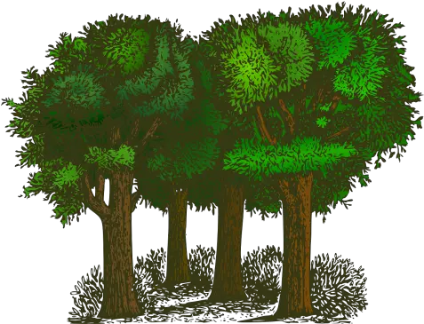 Canopy Grants Available To Maine Towns Trees Clipart Png Tree Canopy Png