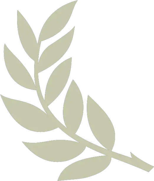 Image Result For Olive Branch Transparent Background Olive Branch Clipart Png Olive Branch Png