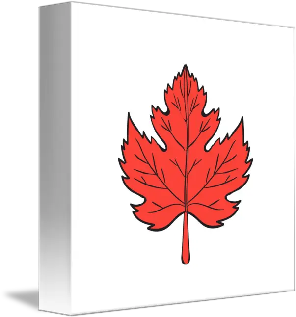 Maple Drawing Maple Leaf Png Japanese Maple Png