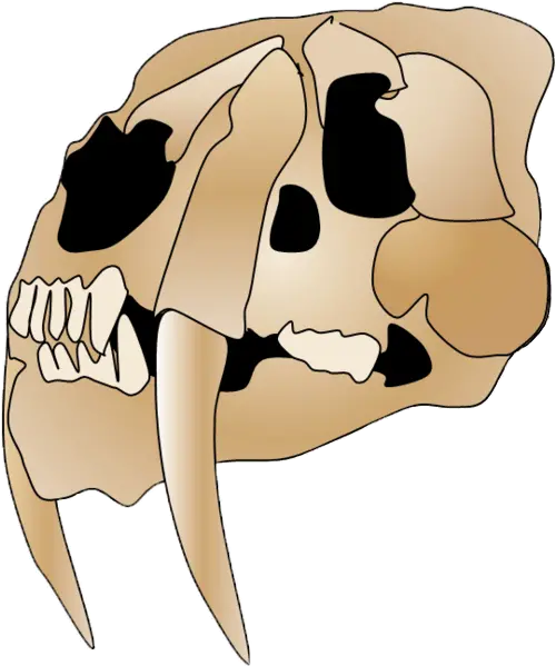 Filesmilodon Skull 2png Wikimedia Commons Smilodon Skull Png Dinosaur Skull Png