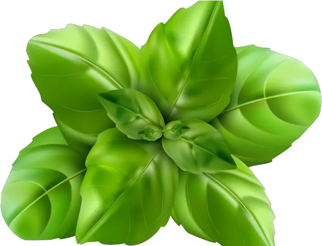 Plant Clipart Thulasi Basil Leaf Clipart Full Size Png Basil Png Leaf Clipart Png