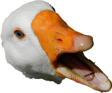 Goose Head Transparent U0026 Png Clipart Free Download Ywd Duck Head Png Animal Head Png