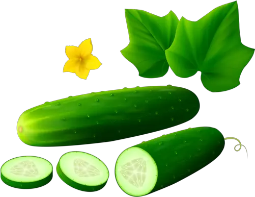 Png Free Download Cucumber Transparent Background Cucumber Clipart White Background Cucumber Transparent