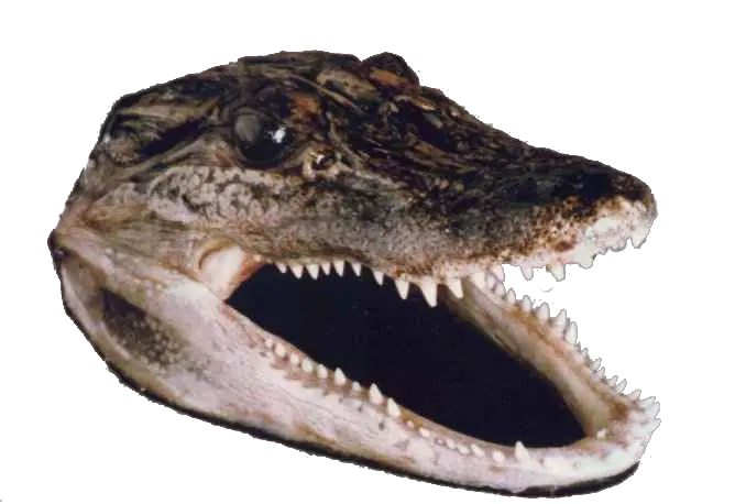 Download Gator Head Transparent Crocodile Head Png Png Crocodile Head No Background Gator Png