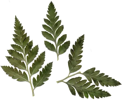 Hi Leather Leaf Fern Drawing Png Fern Leaf Png