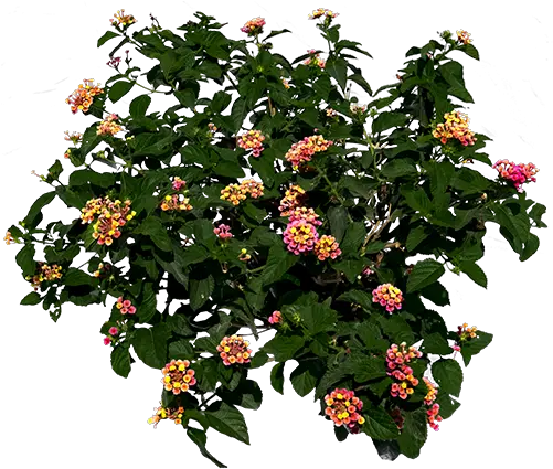 Lantana Png Images Free Png Library Common Zinnia Shrub Png