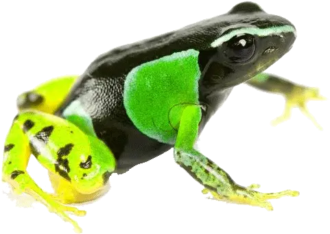 The Animal Blog Colorful Poison Frog Painted Frog Png Frog Png