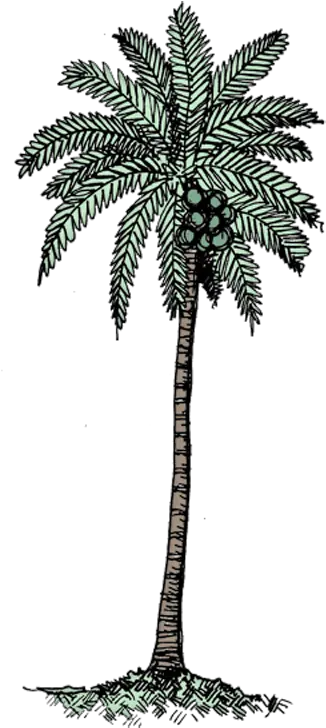 Download Coconut Tree Col Black U0026 White Coconut Tree Png Transparent Coconut White Background Coconut Tree Png