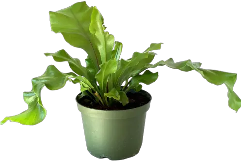 House Plant Birdu0027s Nest Fern Unique And Unusual Indoor Syngonium White Butterfly Png House Plant Png