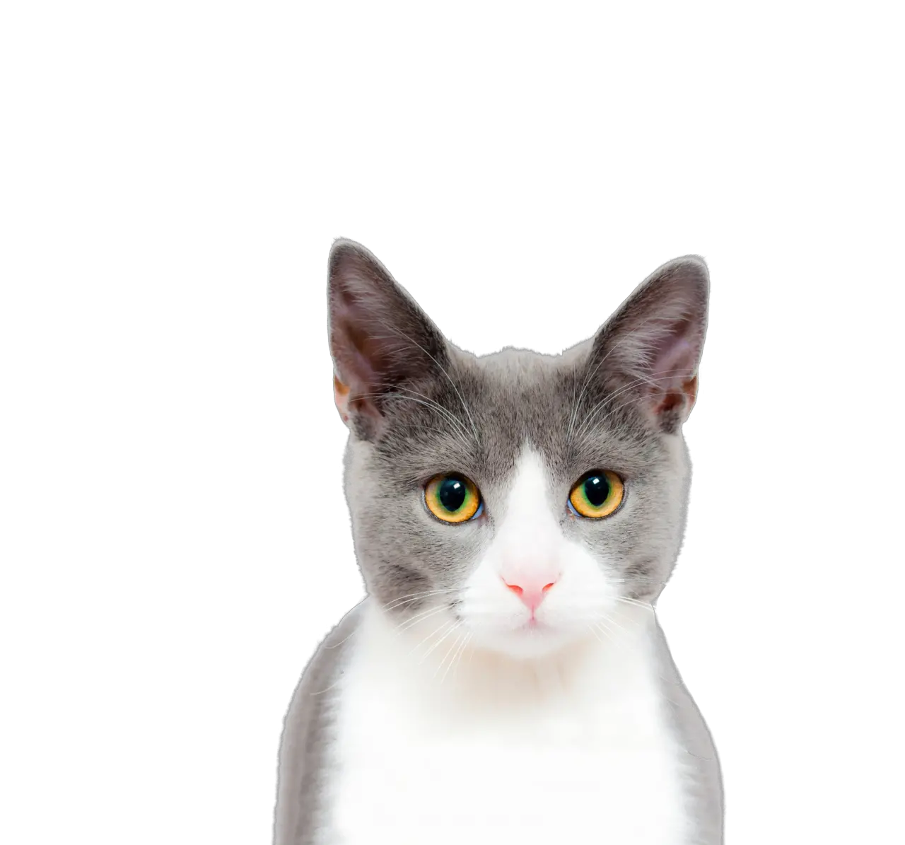 Cat Play And Toys Kitten Dog Pet Cat Face Closeup Png Transparent Cat Face Png Cat Png Transparent