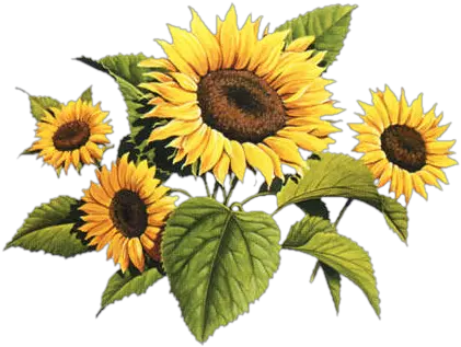 Drawing Sunflowers Watercolour Transparent U0026 Png Clipart Vintage Sunflower Drawing Png Watercolor Sunflower Png