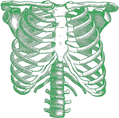 Rib Cage Png All Rib Cage Drawing Cage Png