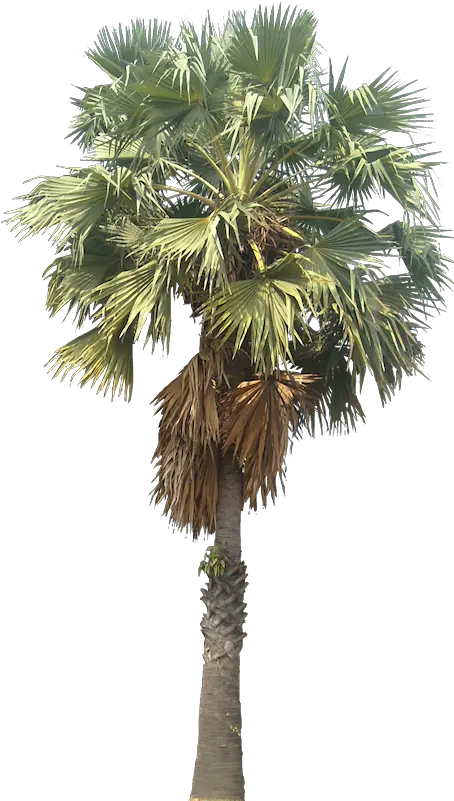 Pin By Usman Tariq Palm Tree Png Simple Tree Png