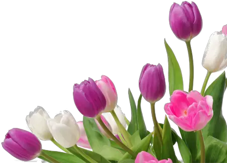 Png Bunga Tulip Transparent Tulippng Images Pluspng Spring Tulips Png Simple Flower Png