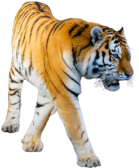 Transparent Background Image Png Format Transparent Background Png Format Tiger Png