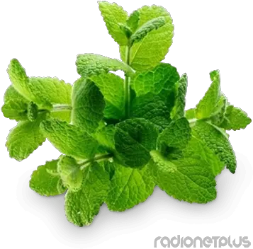 Peppermint Png Images Free Download Mint Imágenes De La Hierbabuena Mint Leaves Png