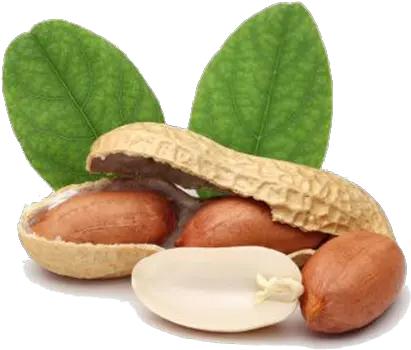 Peanut Png Transparent Images Peanut Png Peanut Png