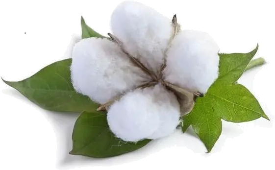 Cotton Png Cotton Png Cotton Png