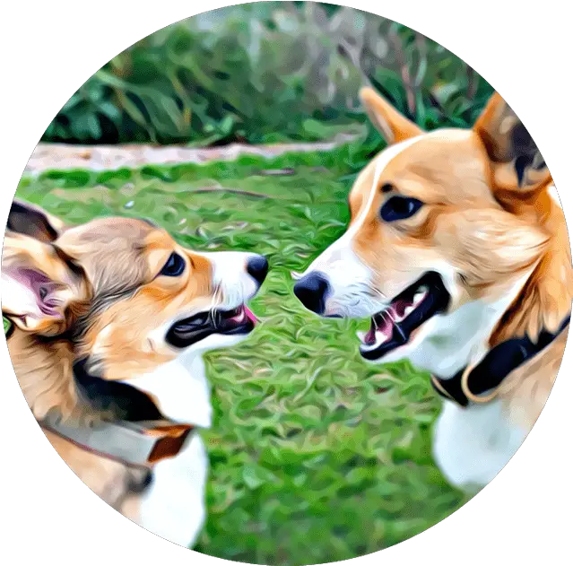 Cabin Creek Corgis Collar Png Corgi Transparent