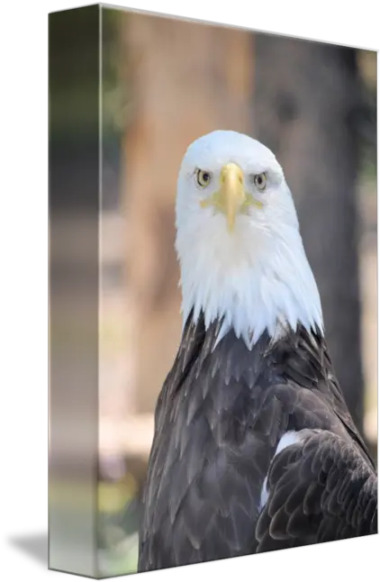 Bald Eagle Head By Molly Greene Bald Eagle Png Bald Eagle Head Png