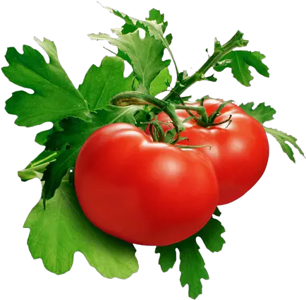 Download Tomato Png Pic Tomato Png Tomato Png