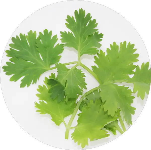 Transparent Png Image Coriander Png Cilantro Png