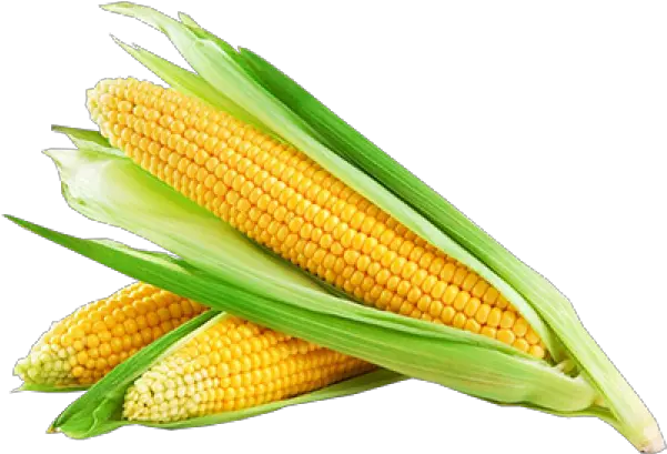 Corn Png Free Download 25 Corn Png Corn Png