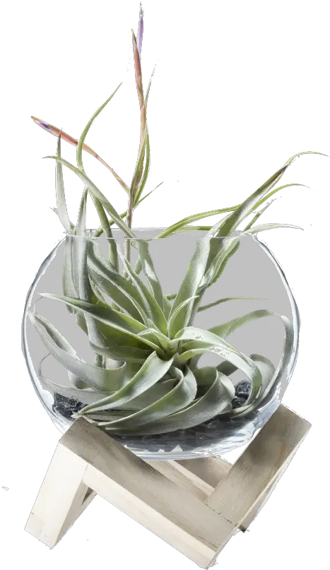 Fryu0027s Food Stores Foundation Potted Plant 9inch Pot Tillandsia Xerographica Buy India Png Potted Plant Png