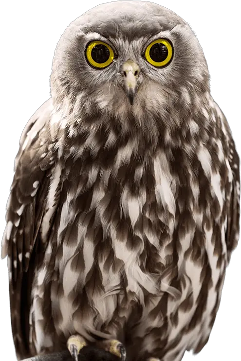 Owl Sideimage National Zoo U0026 Aquarium Owl Fantasy Png Transparent Owl Transparent Background