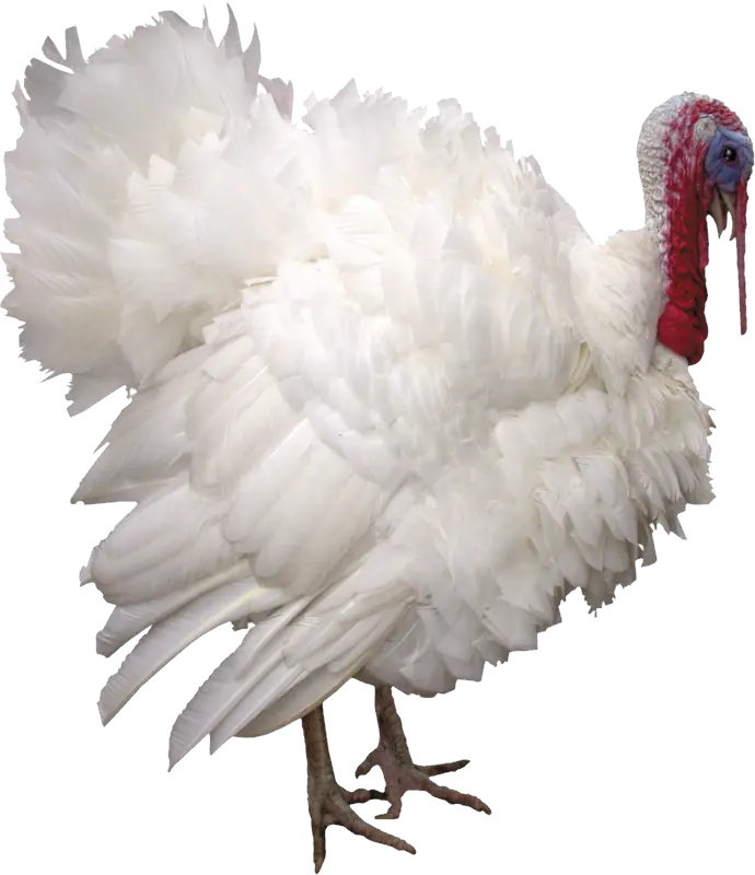 Turkey Png Transparent Background Image For Free Download Live Turkey Png Turkey Png