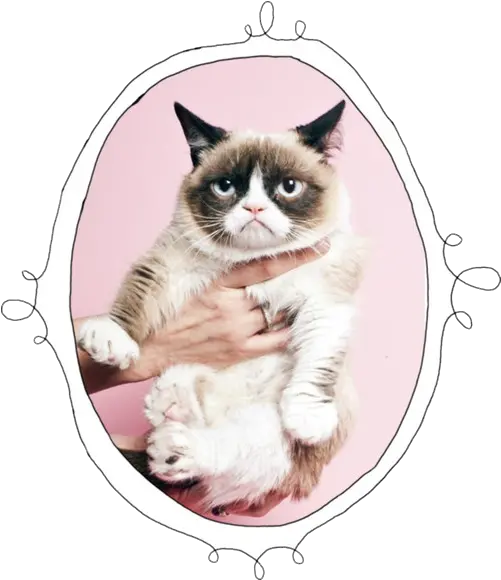 Download Cat Mine Transparent Grumpy Grumpy Cat Pink Background Png Grumpy Cat Png