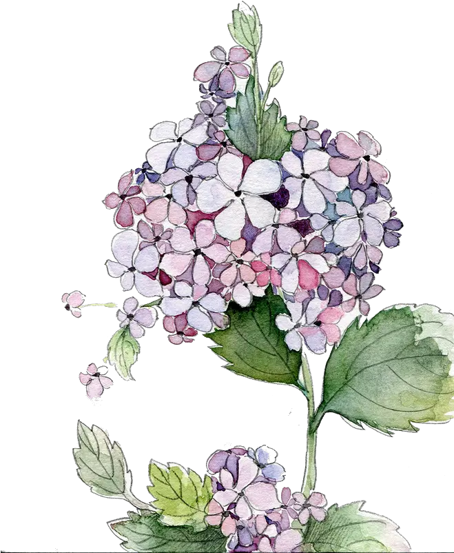 Download Picture Royalty Free Stock Painting Flower Flowers Png Clipart Hydrangea Watercolor Hydrangea Png