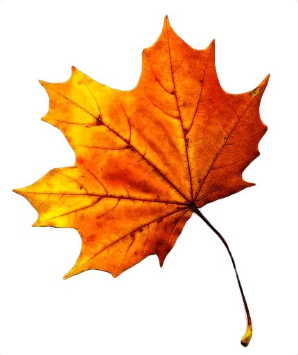 Gambar Wallpaper Daun Maple Di 2020 Fall Leaf Png Transparent Fall Leaves Png