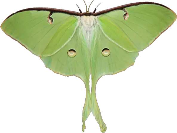 Biological Control Of Invasive Species Luna Moth Png Burning Bush Icon