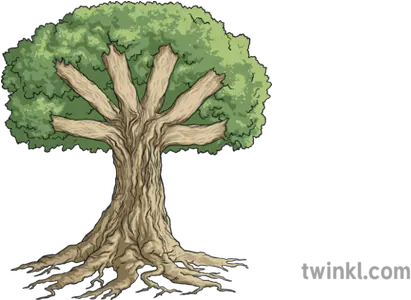 Knowledge Tree Roots Trunk And Branches Display Nature Plant Oak Png Tree With Roots Png