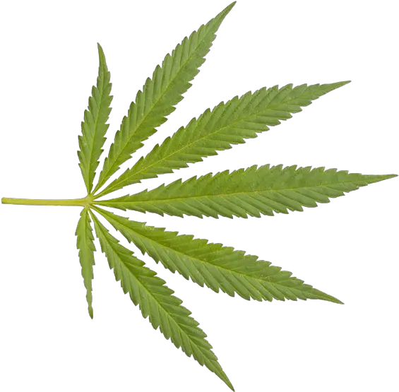 Weed Png Transparent Transparent Background Marijuana Leaf Weed Transparent Background