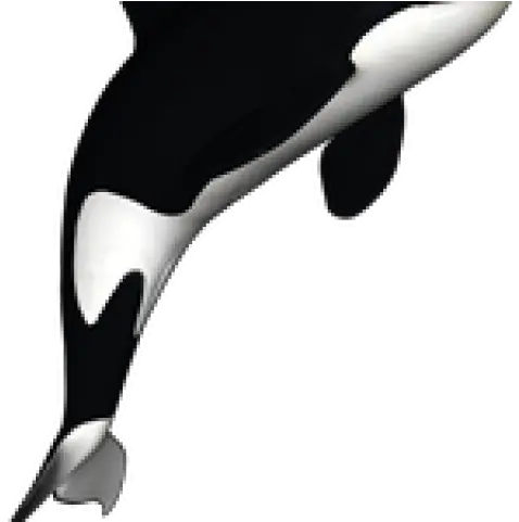 Killer Whale Png Transparent Images Killer Whale White Killer Whale Clip Art Killer Whale Png