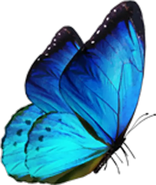 Butterfly Morpho Menelaus Blue Butterfly Png Download Blue Butterfly Png Real Butterfly Png