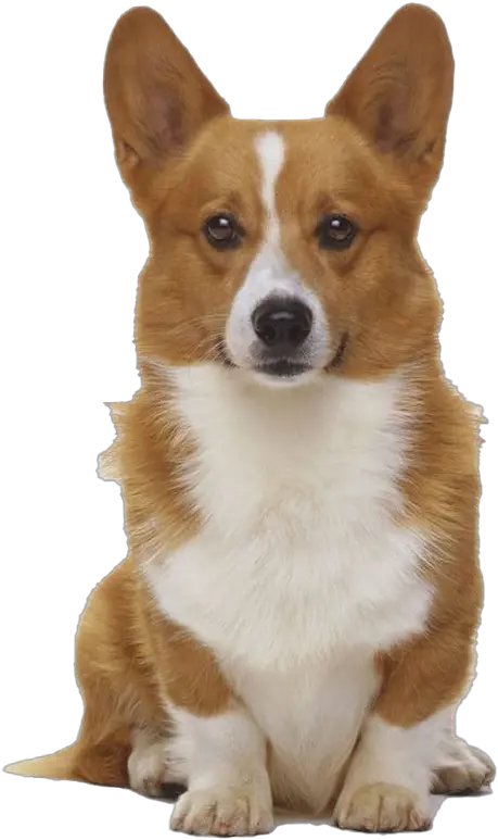 Cute Corgi Dog Png Transparent Image Mart Gorritos De Cumpleaños Para Perrito Corgi Png