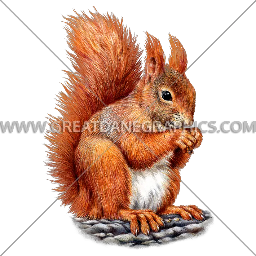 Red Squirrel Production Ready Artwork For T Shirt Printing Red Squirrel Png Squirrel Png